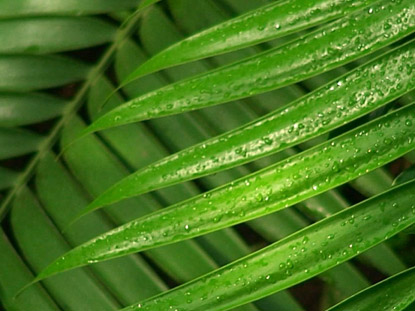PALM BRANCH
