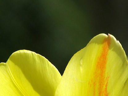 YELLOW EDGE