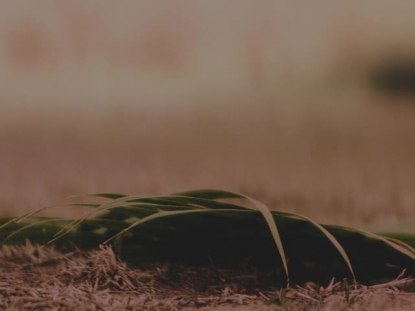 EASTER MOMENTS PALM SUNDAY DARK