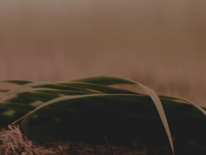 EASTER MOMENTS PALM SUNDAY DARK DETAIL
