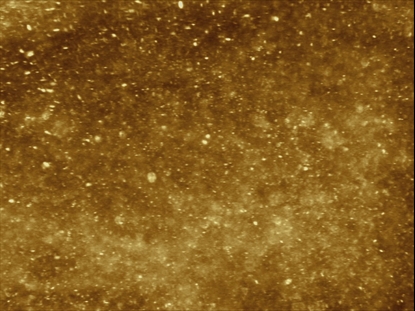 NEW YEAR SPARKLE GOLD