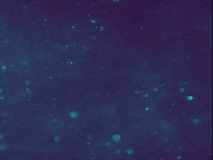 NEW YEAR SPARKLE HAZE