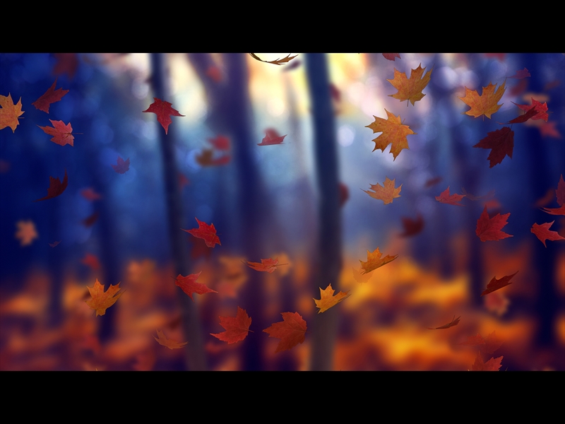 FALL WOODS 1