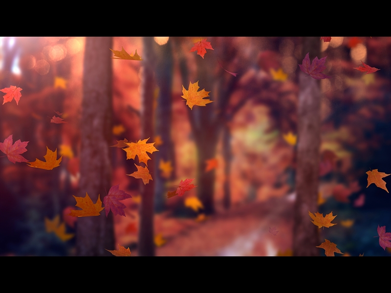 FALL WOODS 10