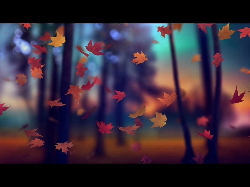 FALL WOODS 11