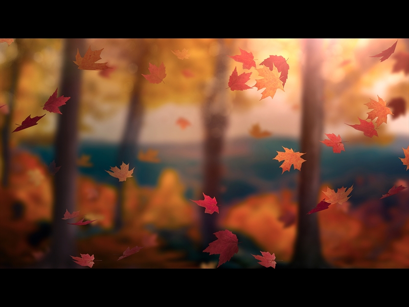 FALL WOODS 12