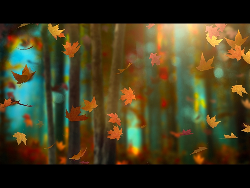 FALL WOODS 13