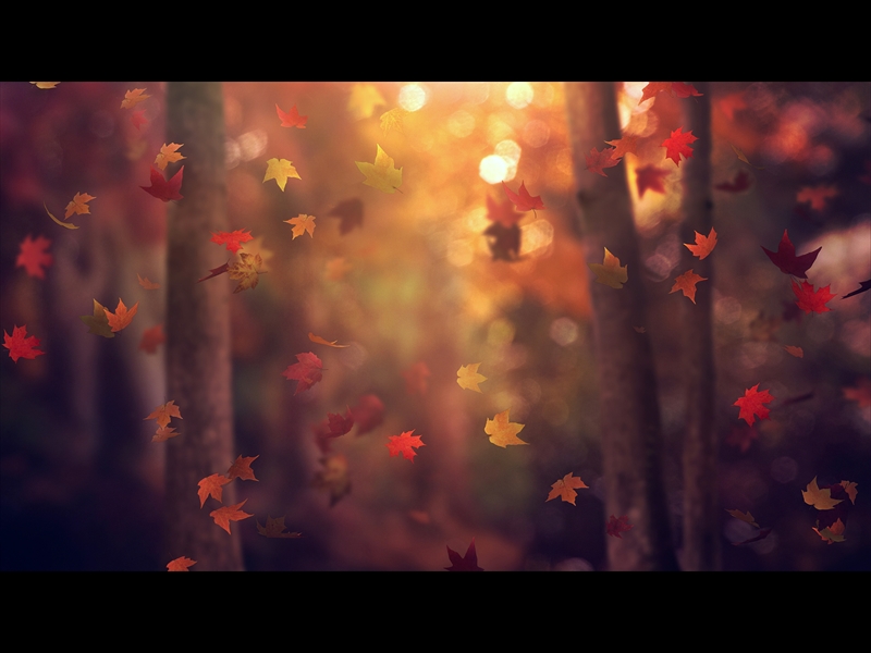 FALL WOODS 14