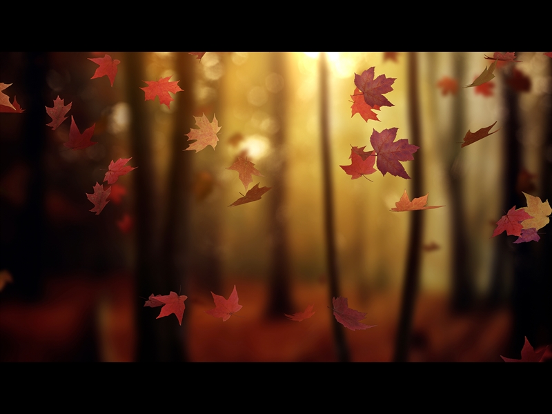 FALL WOODS 15