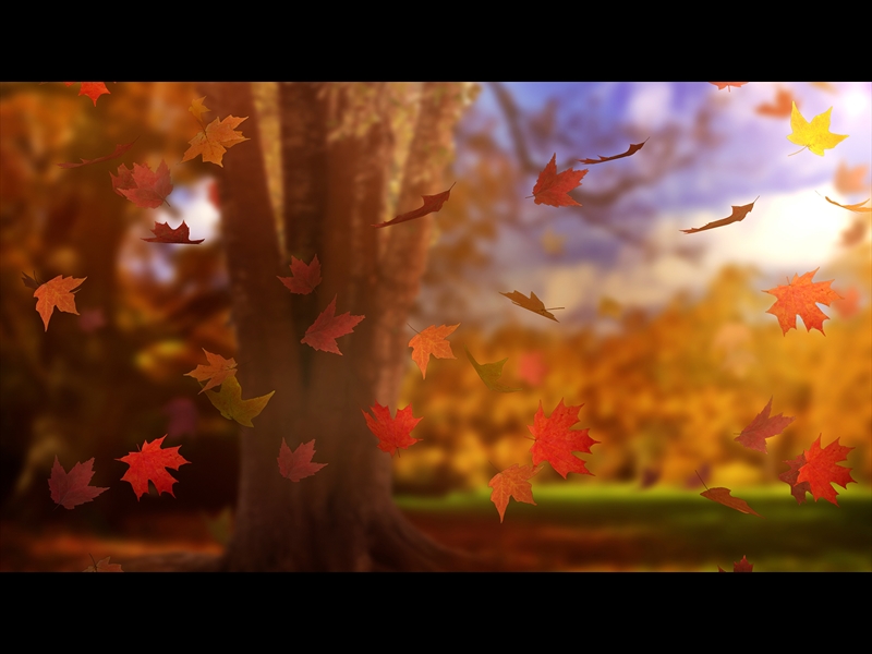 FALL WOODS 16