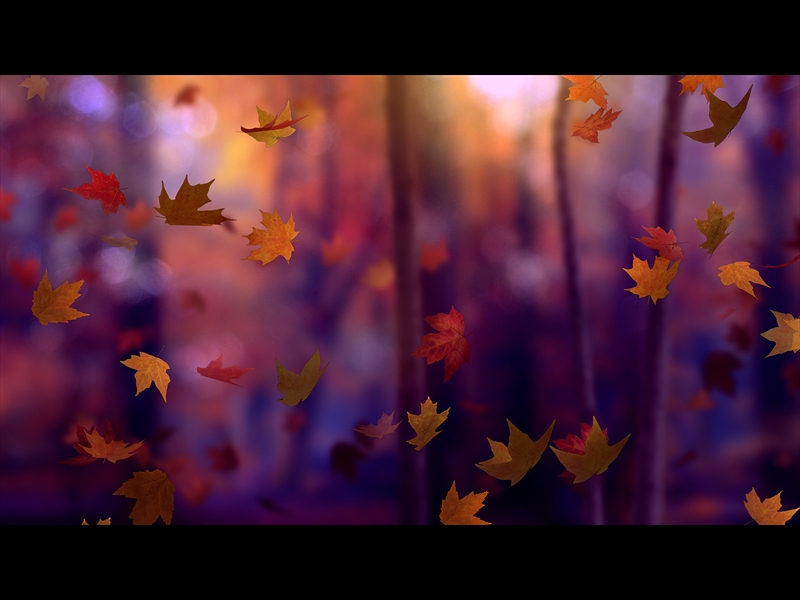 FALL WOODS 17