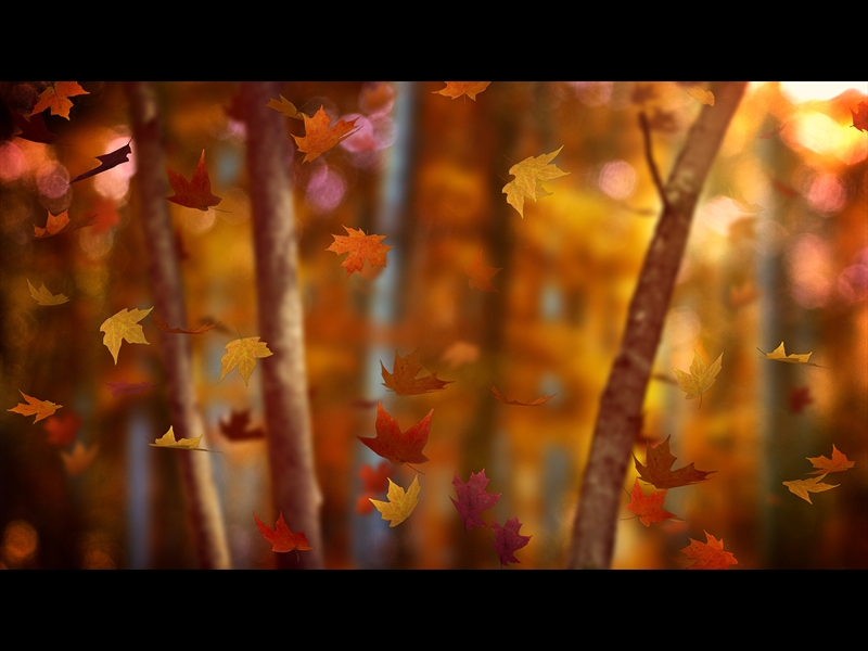 FALL WOODS 18