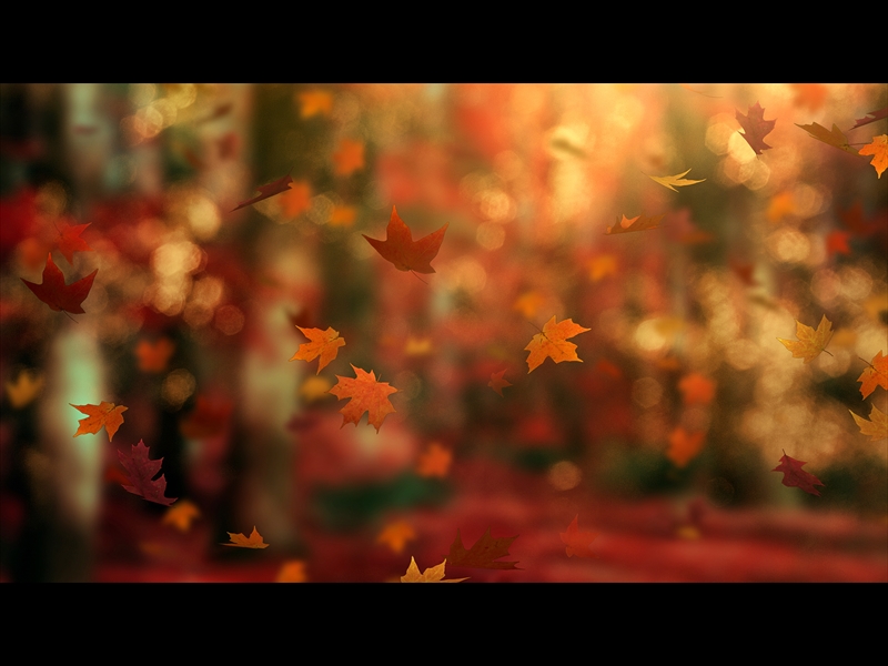 FALL WOODS 19