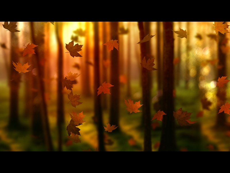 FALL WOODS 2