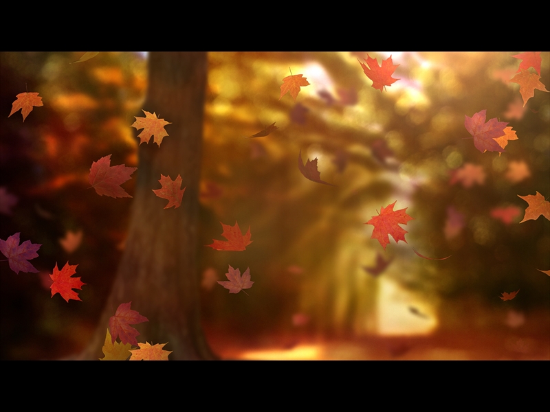 FALL WOODS 20