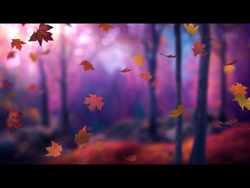 FALL WOODS 3