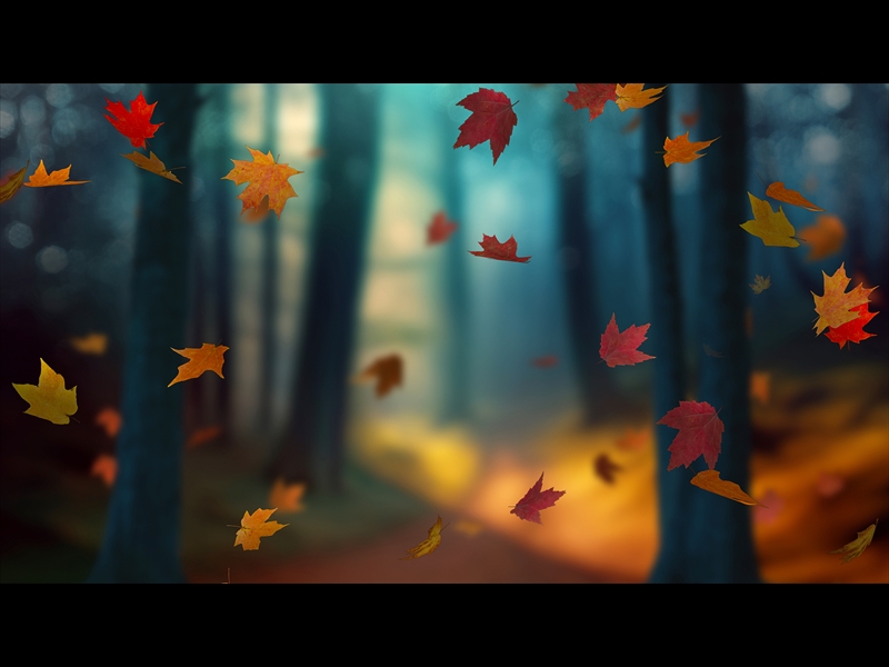 FALL WOODS 4