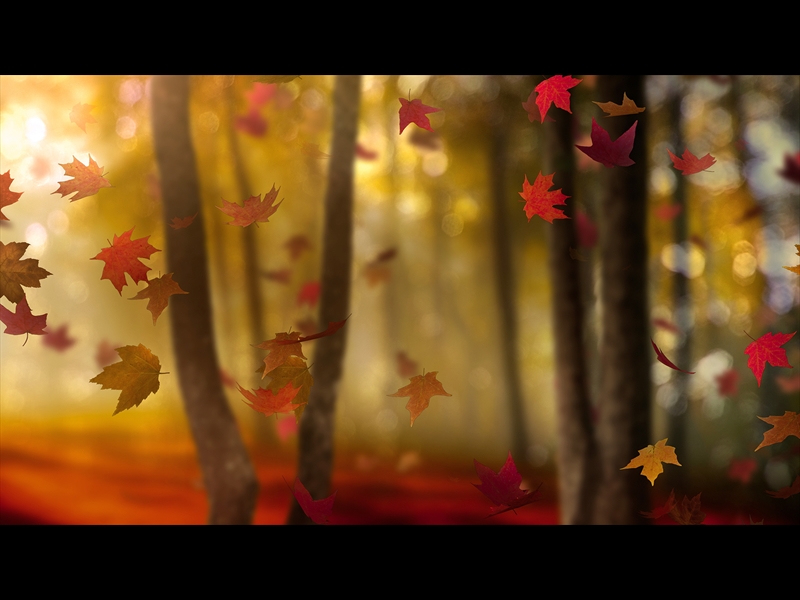 FALL WOODS 5