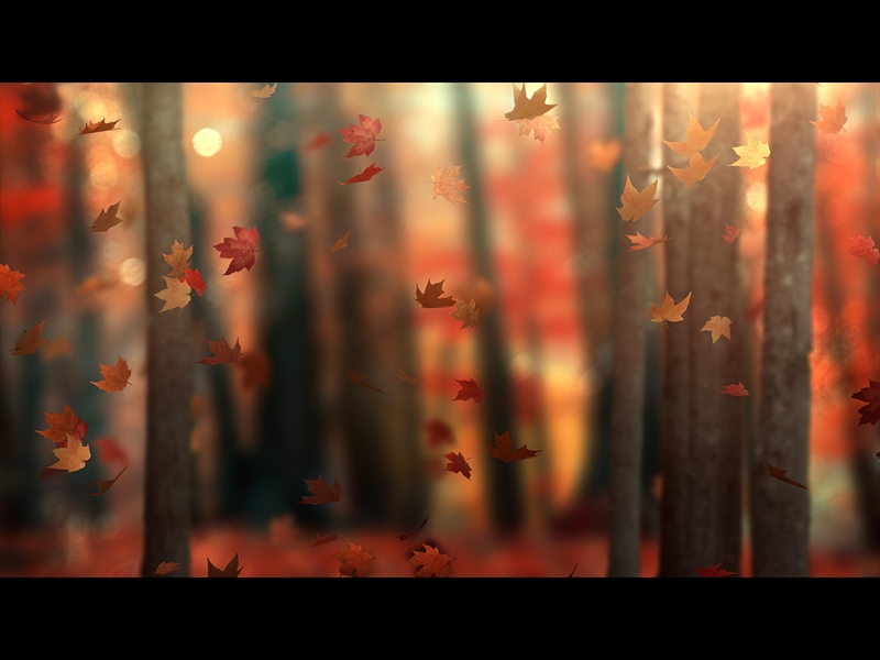 FALL WOODS 6