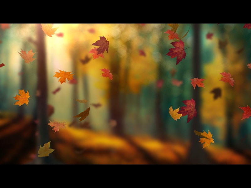 FALL WOODS 7
