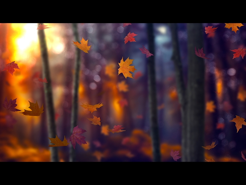 FALL WOODS 8