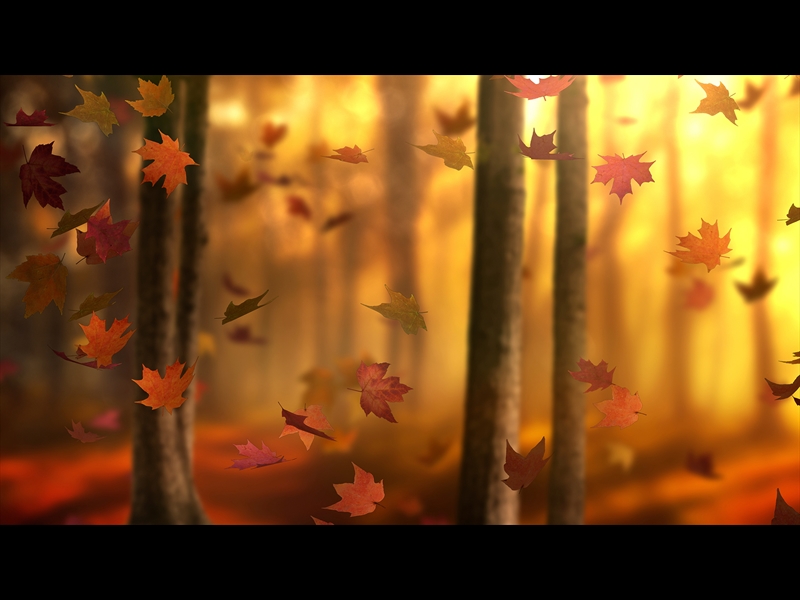 FALL WOODS 9