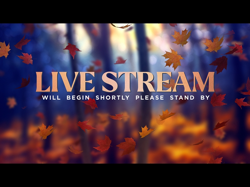 FALL WOODS LIVE STREAM