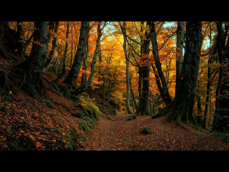 Forest Fall 7 | Life Scribe Media | WorshipHouse Media