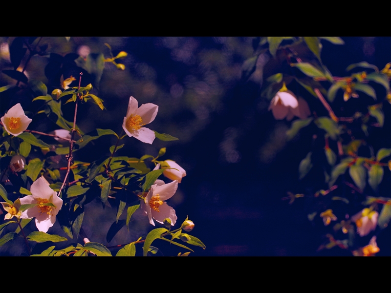 MOTHERS DAY GARDEN 13