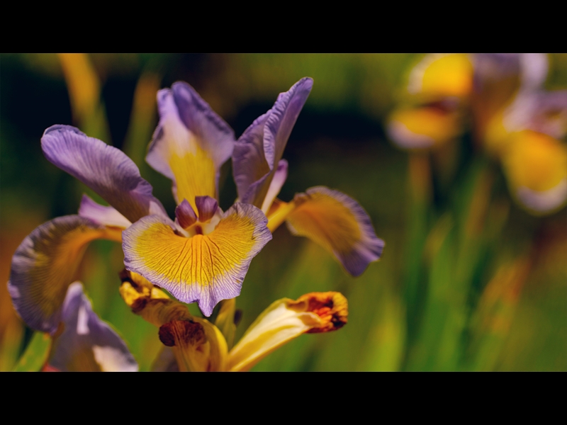 MOTHERS DAY GARDEN 14