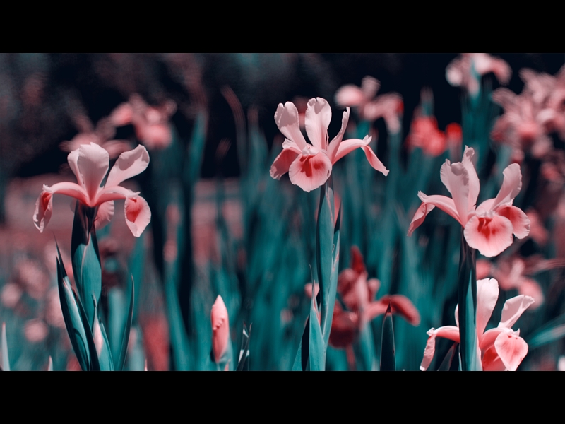 MOTHERS DAY GARDEN 2