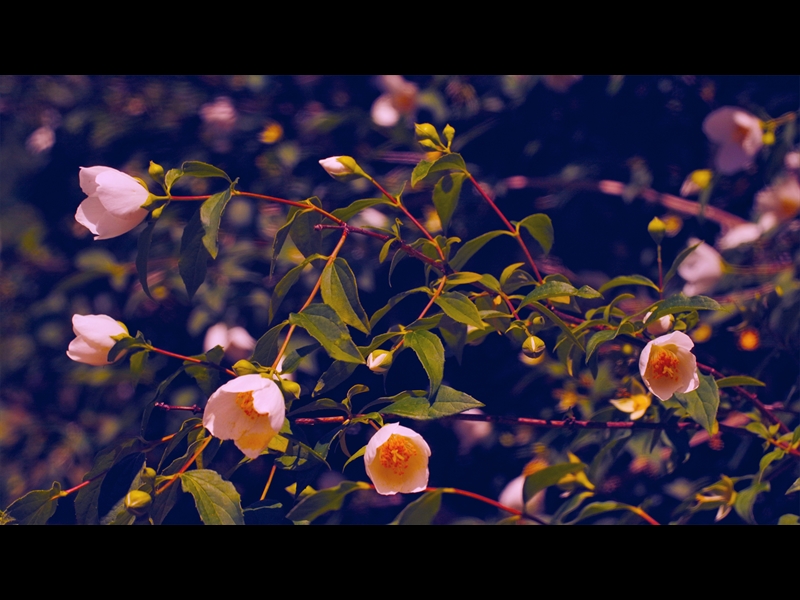 MOTHERS DAY GARDEN 3