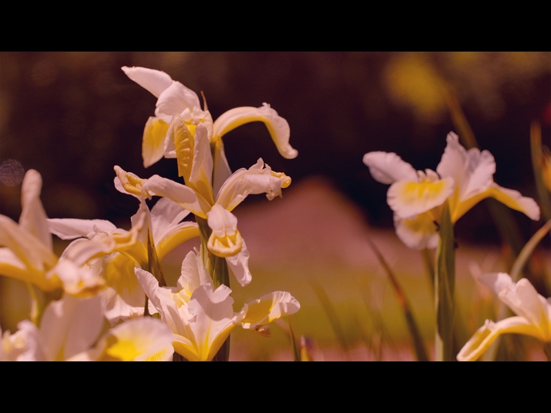 MOTHERS DAY GARDEN 4