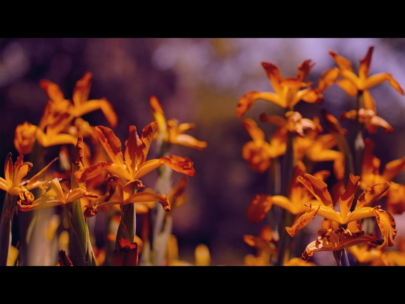 MOTHERS DAY GARDEN 6