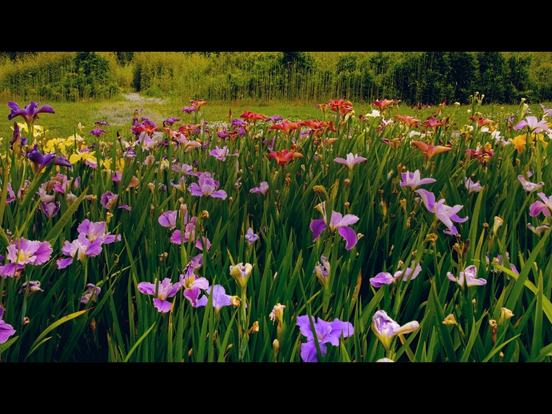 MOTHERS DAY GARDEN 9