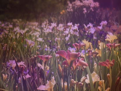 WILDFLOWER 4