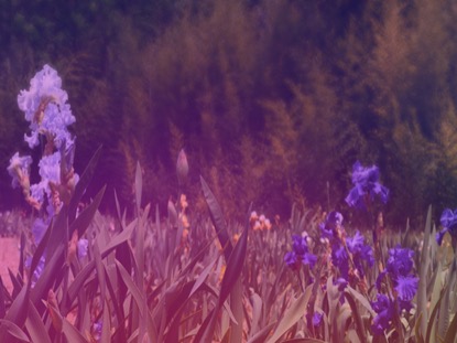 WILDFLOWER 5