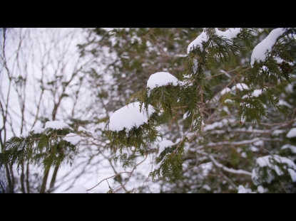 SNOW WINTER BACKGROUND 41