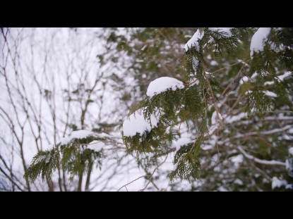 SNOW WINTER BACKGROUND 42