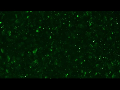 CHRISTMAS GLITTER GREEN