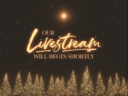 CHRISTMAS GOLD PINESLIVESTREAM