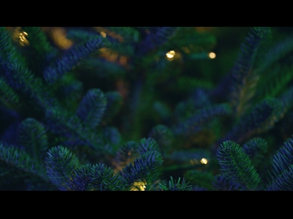 CHRISTMAS PINES BLUE GREEN