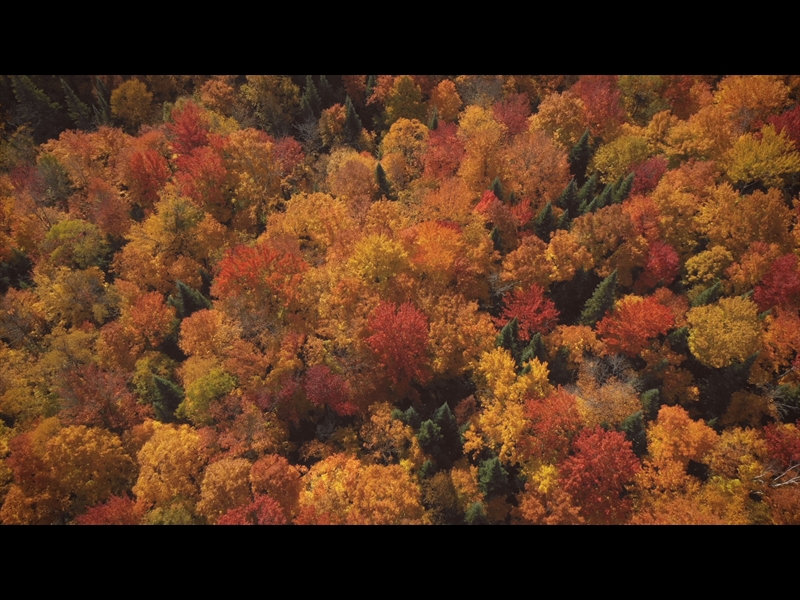 EPIC AUTUMN AERIAL OVERHEAD VIEW