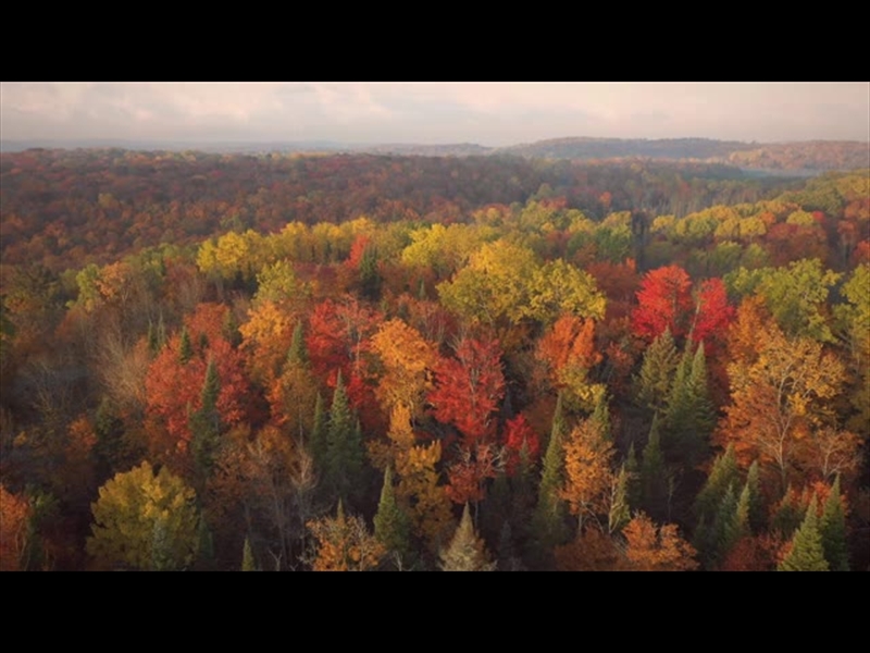 EPIC AUTUMN AERIAL REVERSE FLIGHT