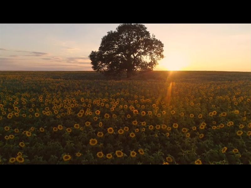 EPIC AUTUMN AERIAL SUNFLOWER SUNSET