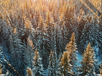 EPIC WINTER AERIAL CLOSEUP TREES