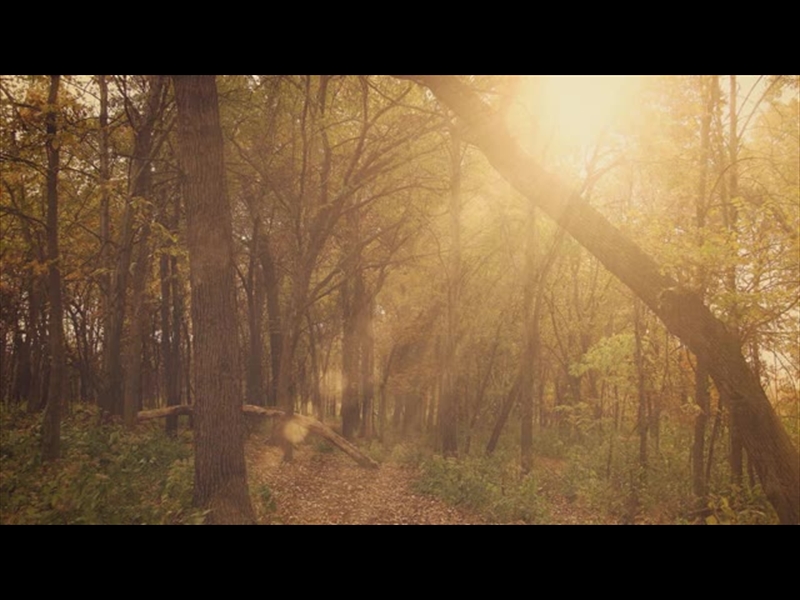 FALL COLORS FOREST RAYS