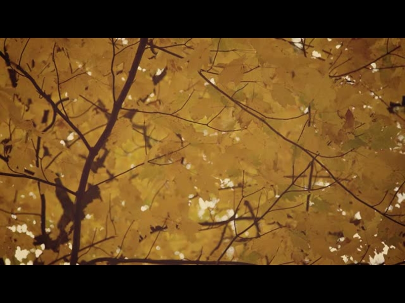 FALL COLORS GOLDEN LEAVES