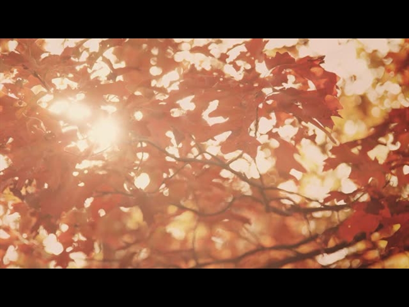 FALL COLORS SUN LEAVES RED