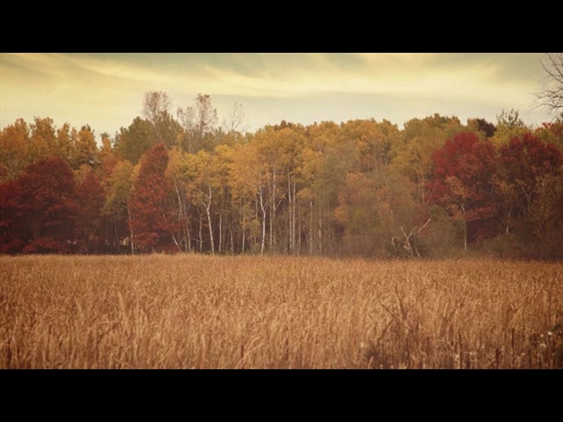 FALL COLORS TALL GRASS